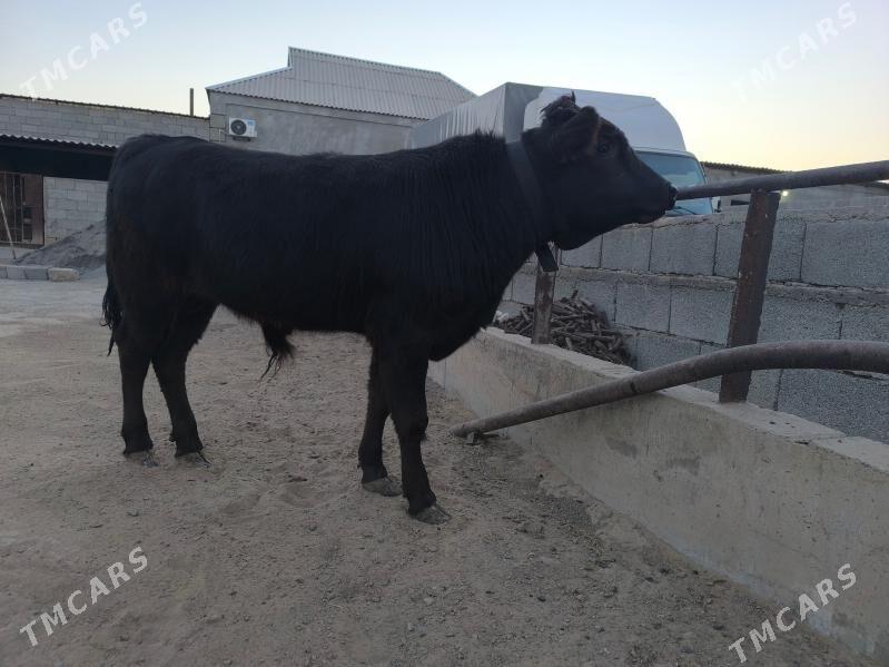 okuz - Herrikgala - img 3