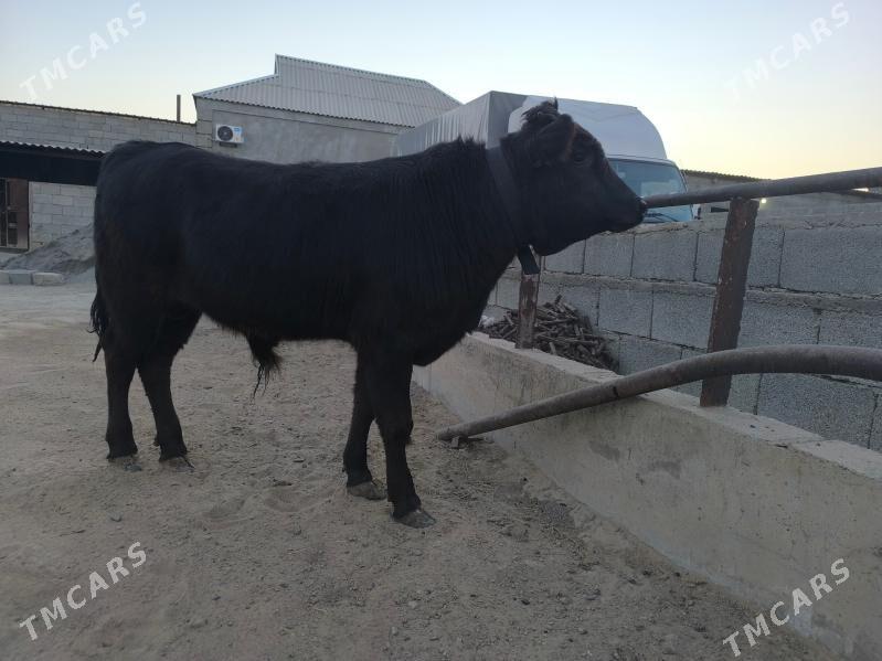 okuz - Herrikgala - img 2