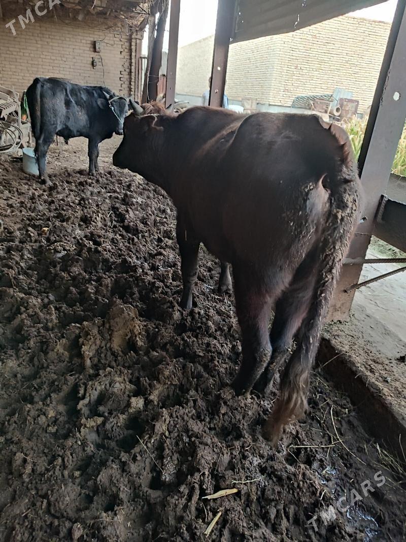 2 Öküz - Туркменабат - img 3