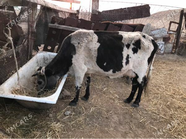 sygyr - Balkanabat - img 2