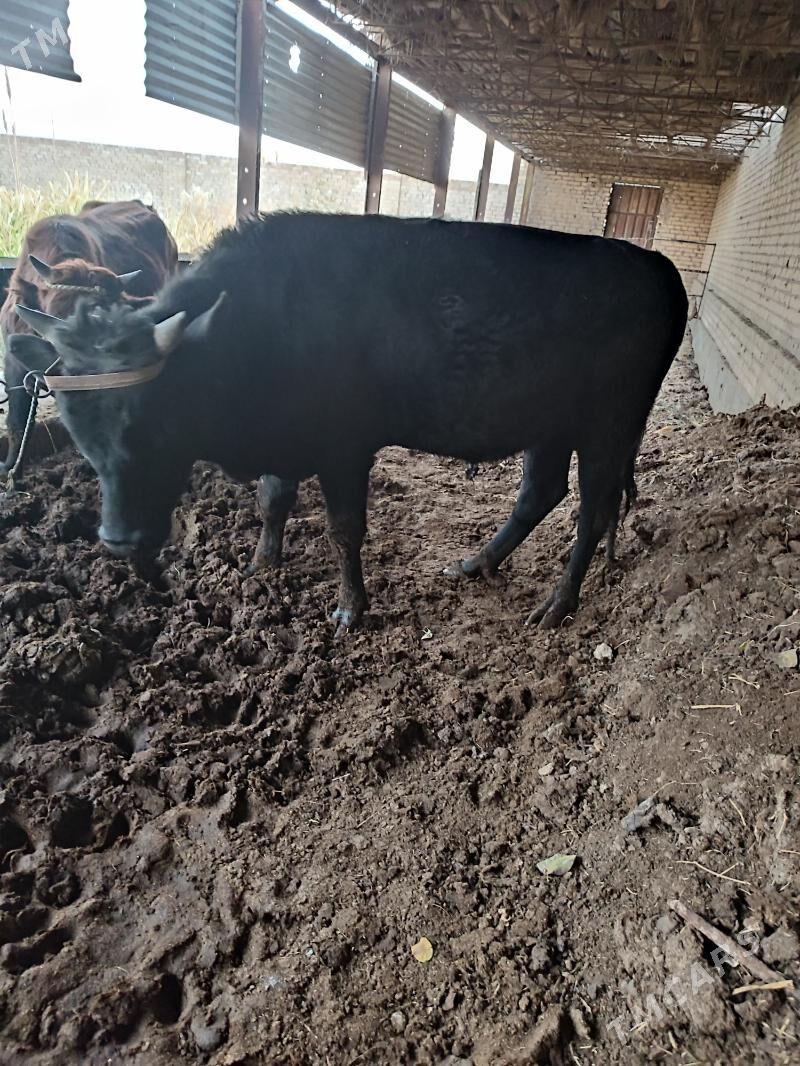 2 Öküz - Туркменабат - img 1