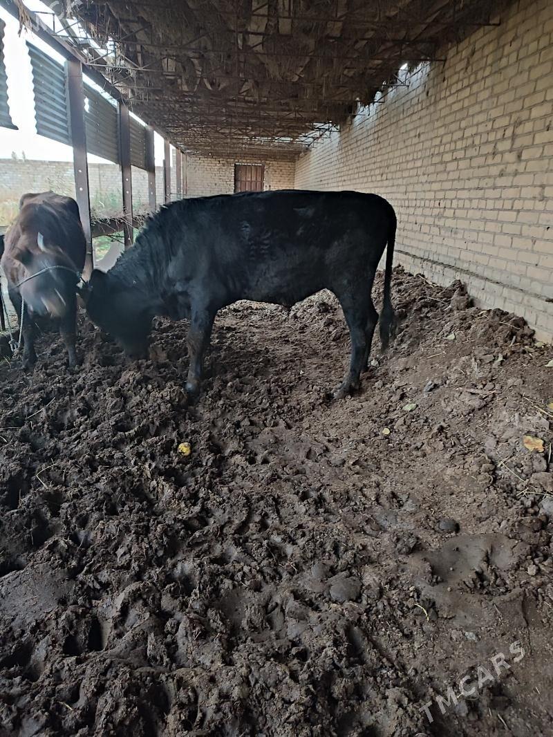 2 Öküz - Туркменабат - img 2