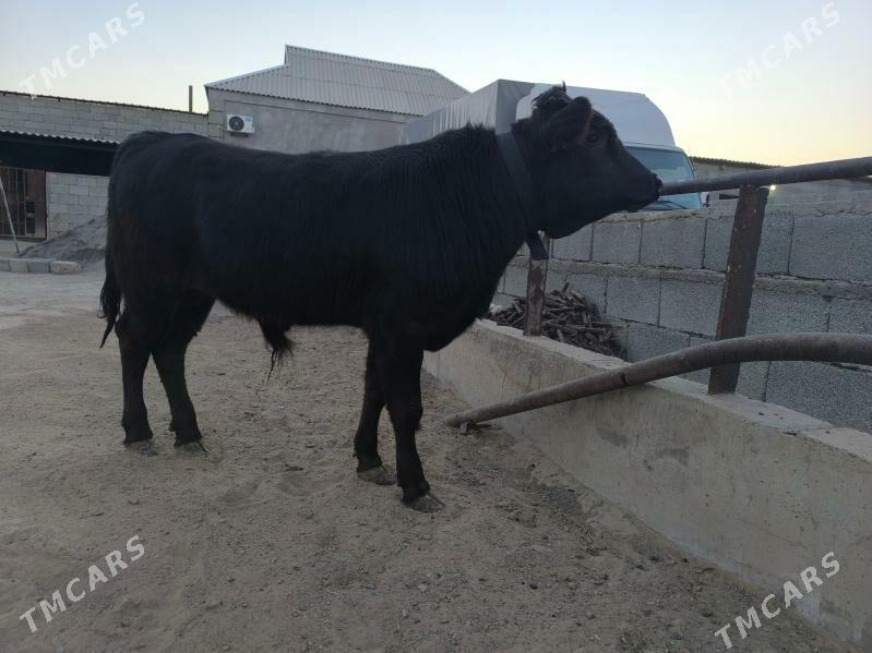 okuz - Herrikgala - img 4