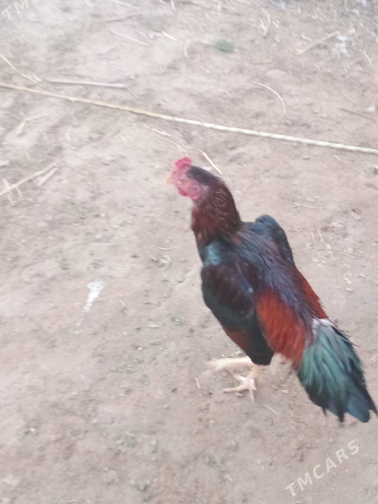 horaz - Sakarçäge - img 3