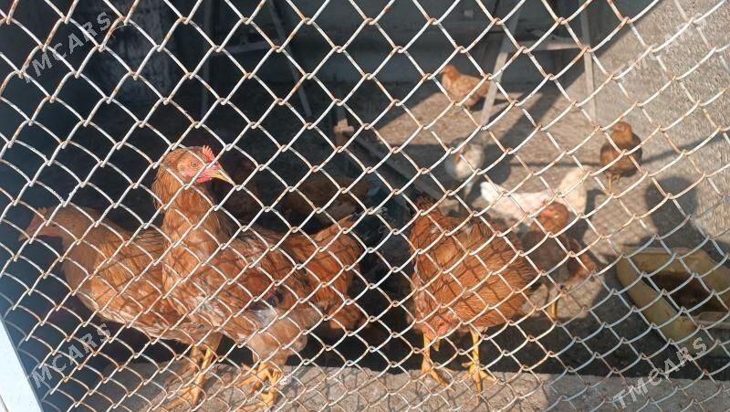 horaz - Gyzylarbat - img 2