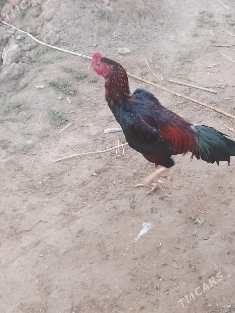 horaz - Sakarçäge - img 2