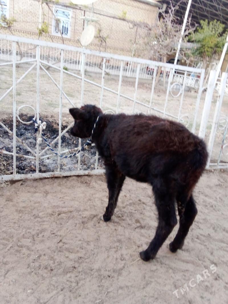 Göle - Мары - img 3