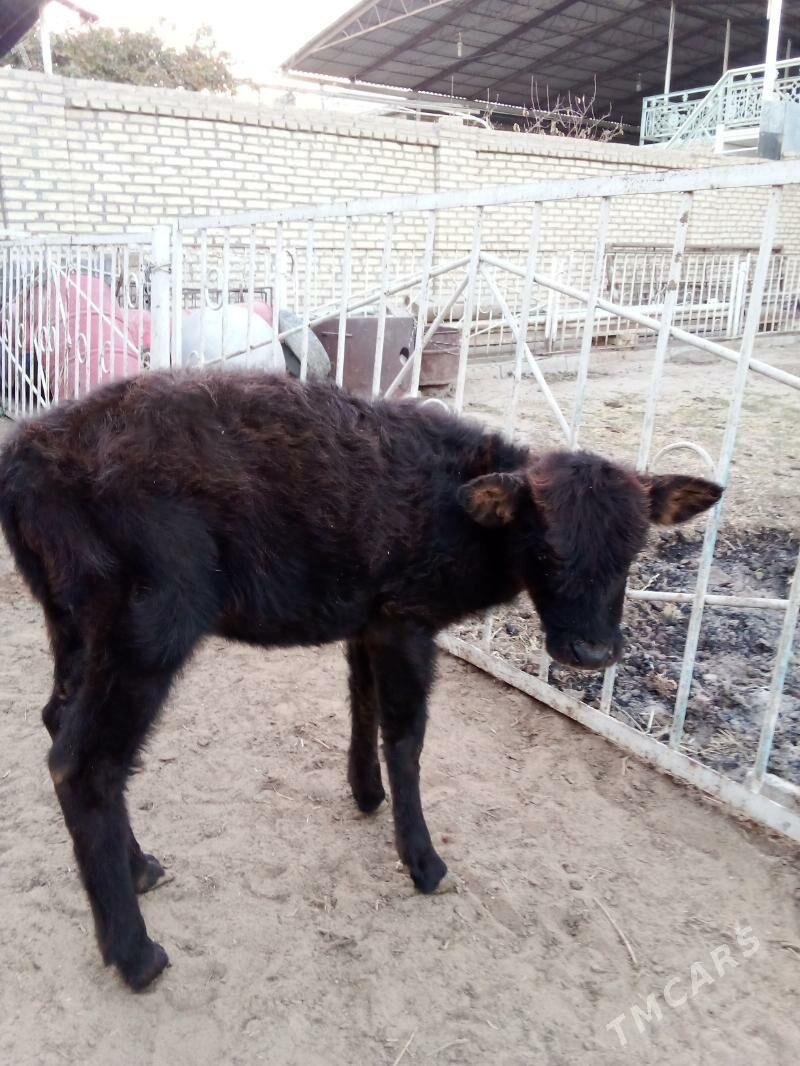 Göle - Мары - img 4