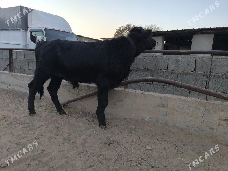 okuz - Herrikgala - img 3