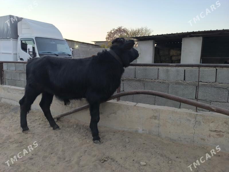 okuz - Herrikgala - img 2