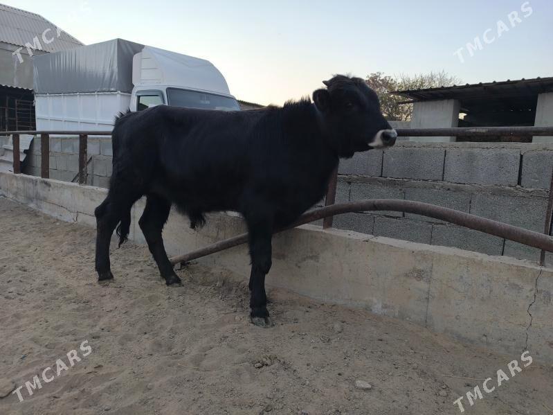 okuz - Herrikgala - img 5