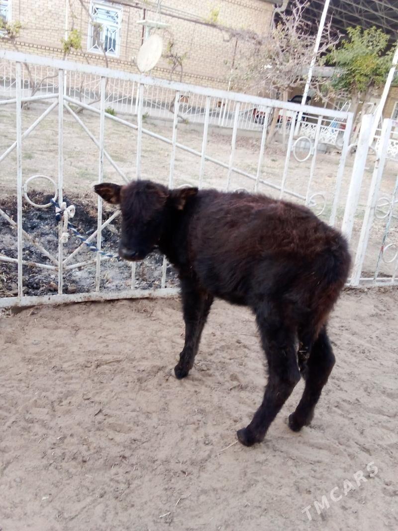 Göle - Мары - img 2