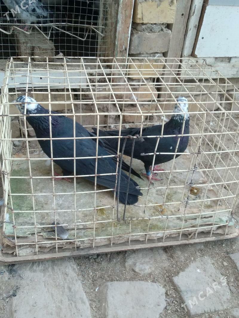 kepter - Туркменабат - img 3