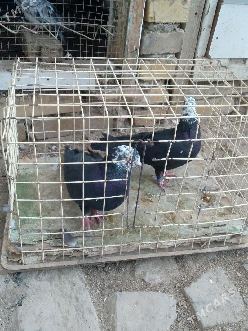 kepter - Туркменабат - img 2