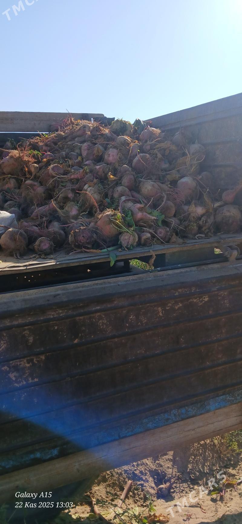 mal sugundyr - Ашхабад - img 2