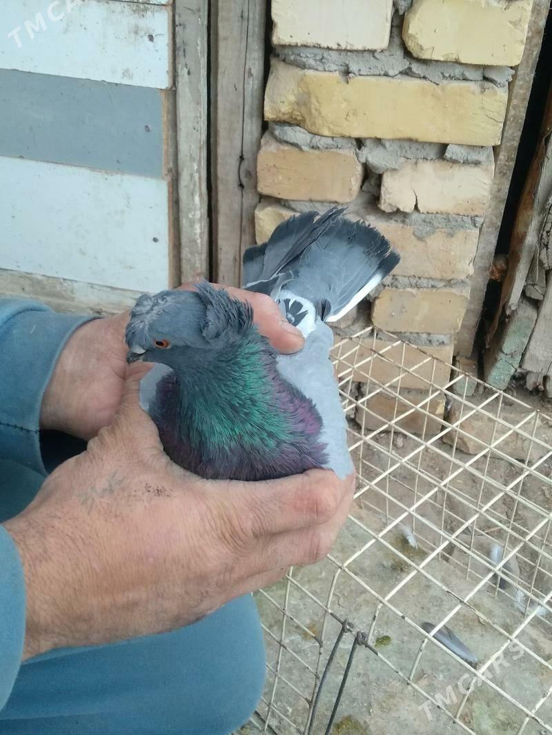 kepter - Türkmenabat - img 1