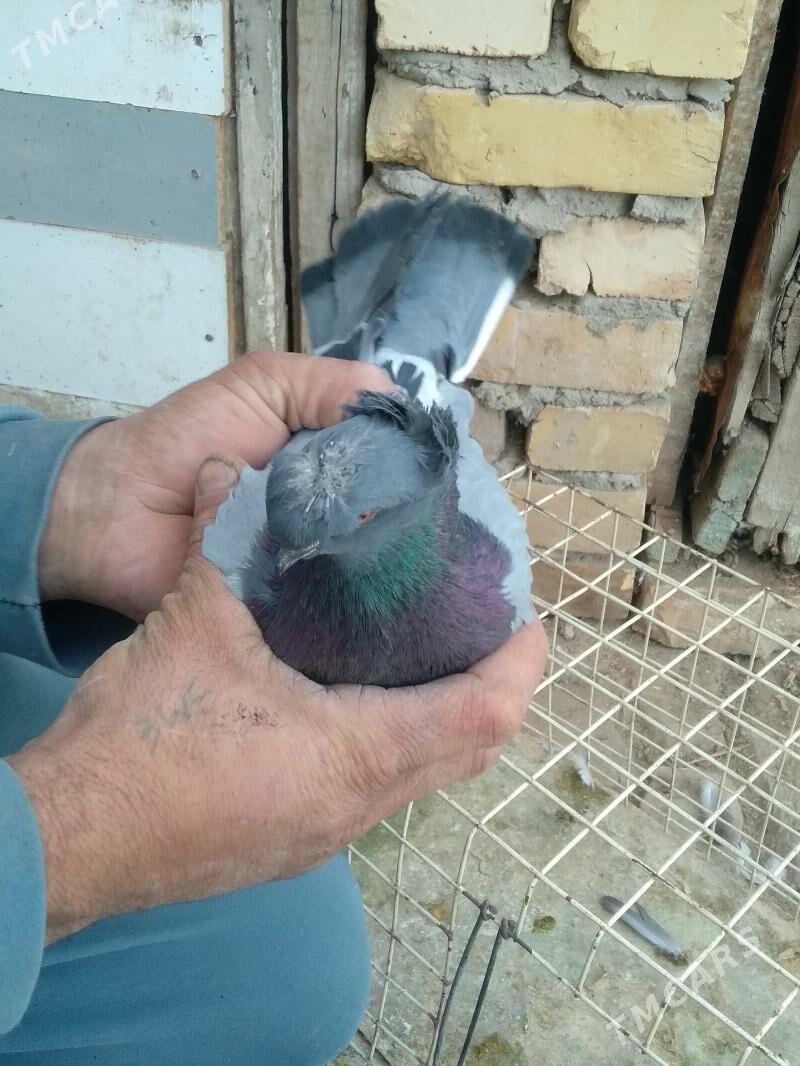 kepter - Türkmenabat - img 5