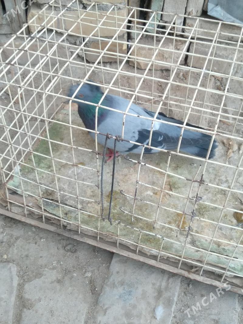 kepter - Türkmenabat - img 3