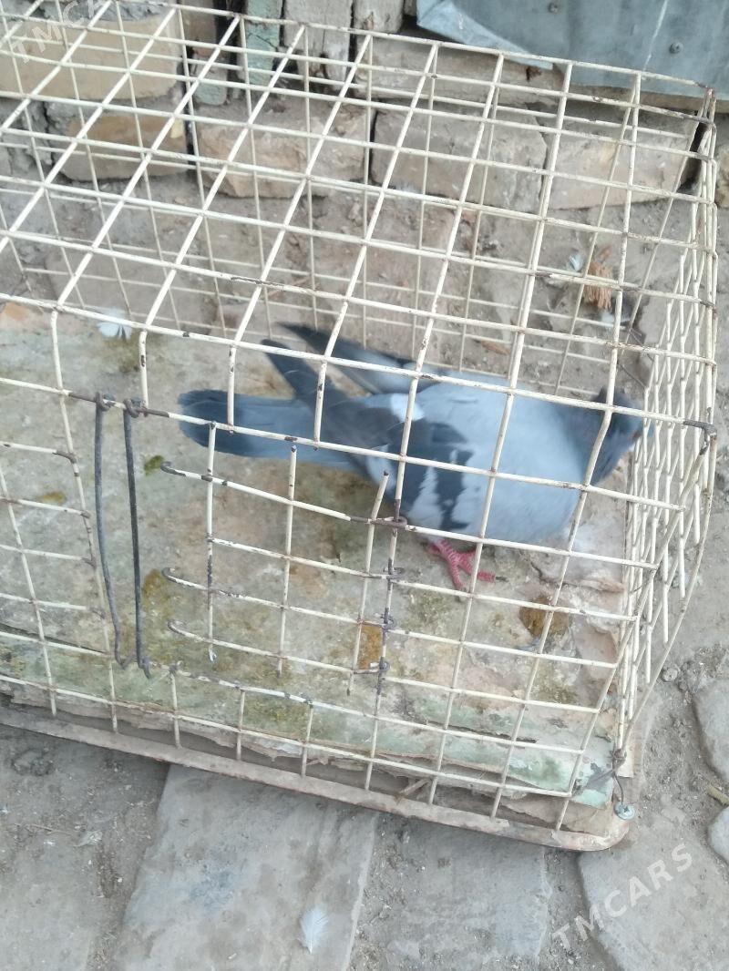 kepter - Türkmenabat - img 4