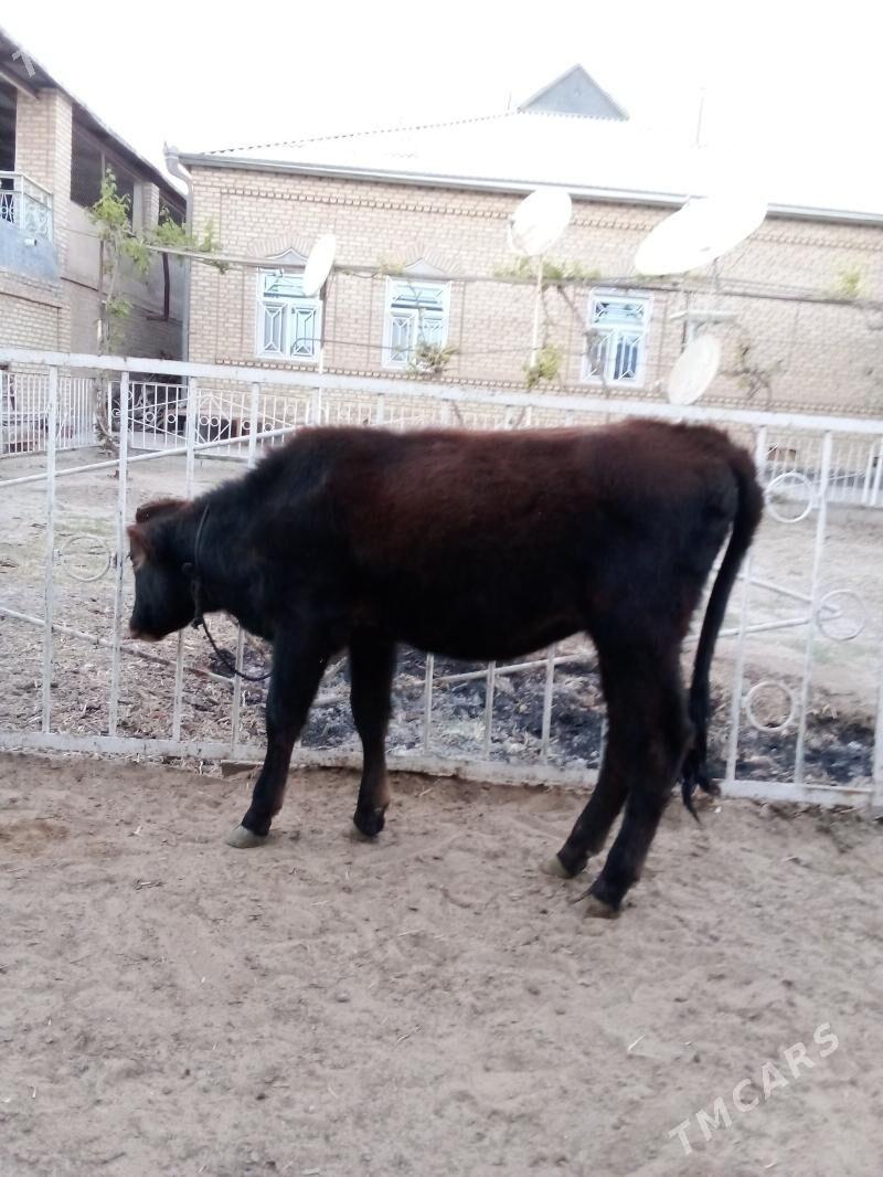 Göle - Мары - img 2