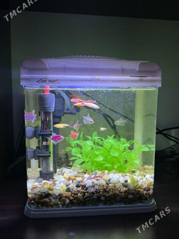 Akwarium Аквариум - Ашхабад - img 2