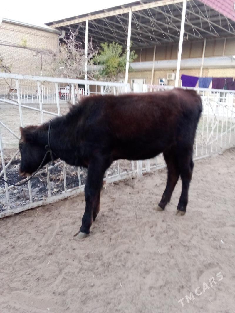 Göle - Мары - img 4