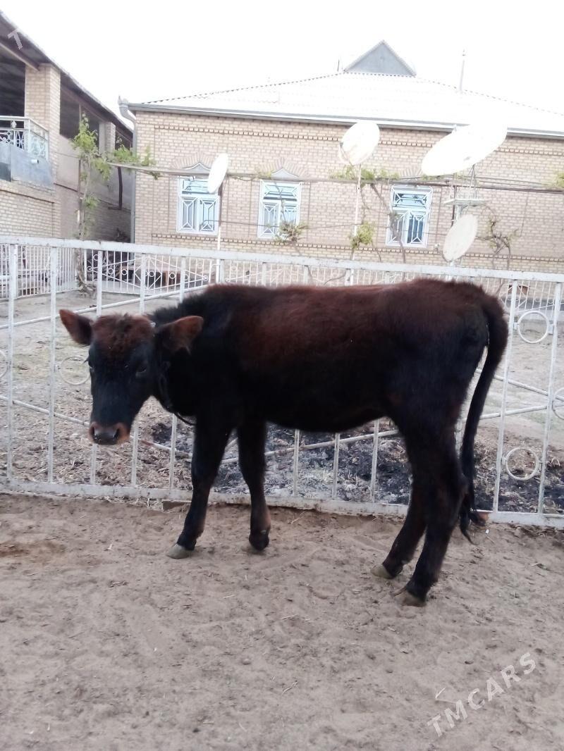 Göle - Мары - img 3