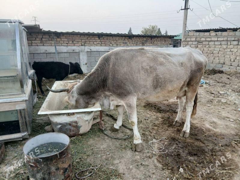 sygyr - Garadamak - img 2