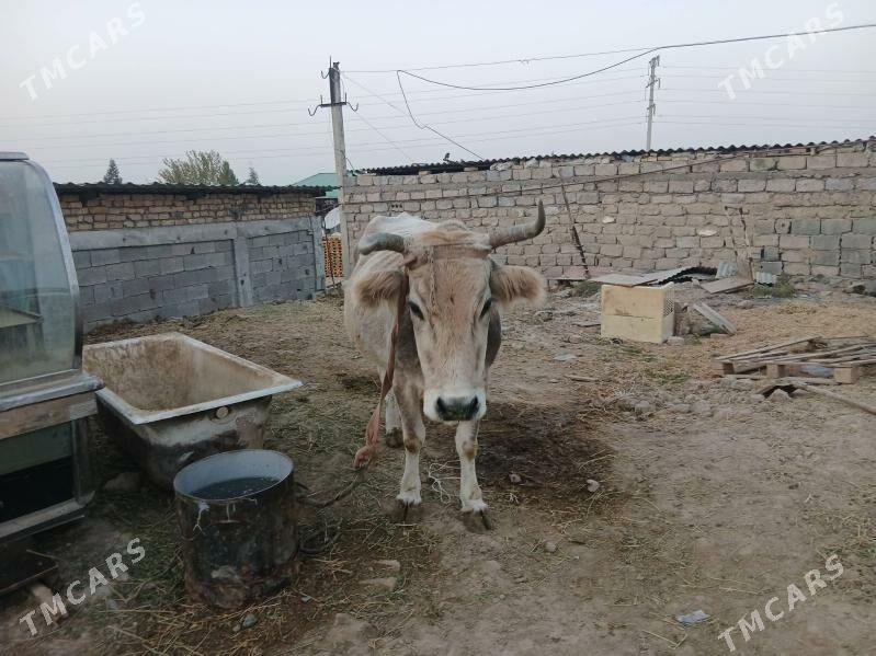 sygyr - Garadamak - img 6