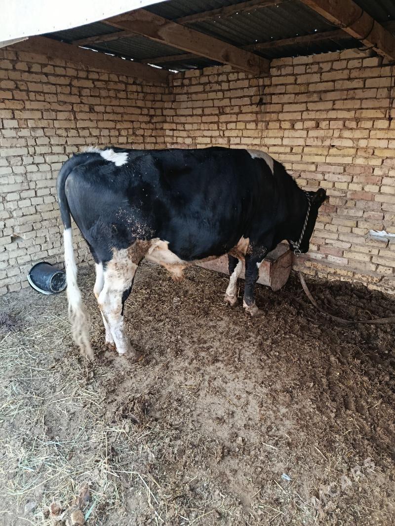 Окуз галшдейин гбрит - Байрамали - img 2