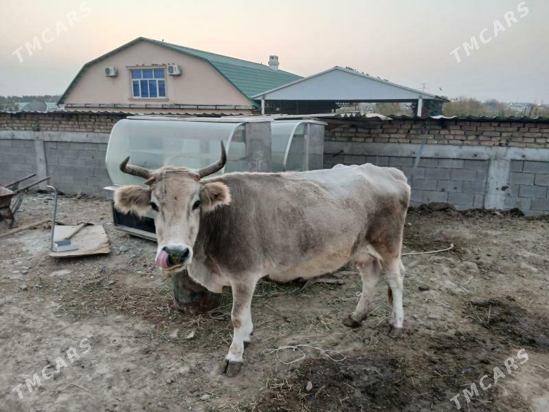 sygyr - Garadamak - img 4