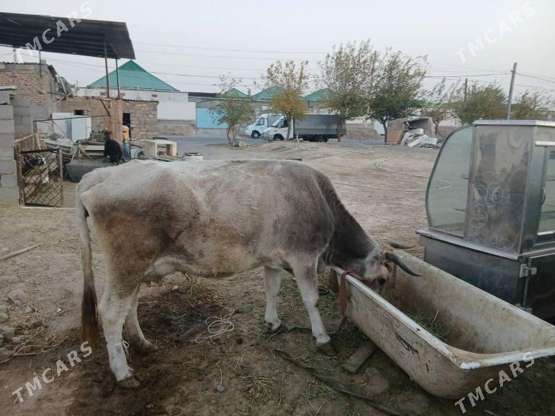 sygyr - Garadamak - img 5