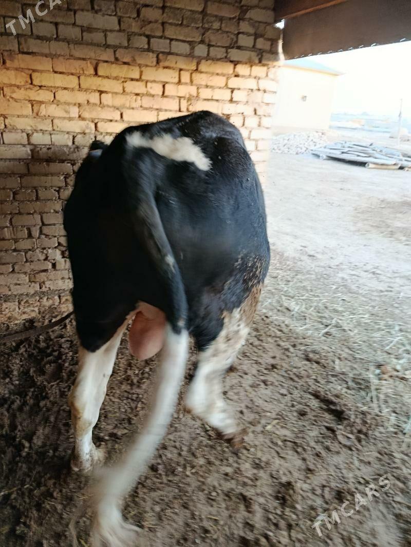 Окуз галшдейин гбрит - Байрамали - img 3