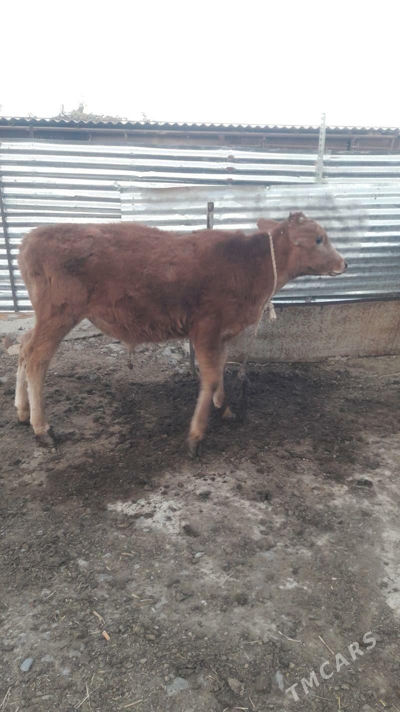 okuz - Gökdepe - img 3