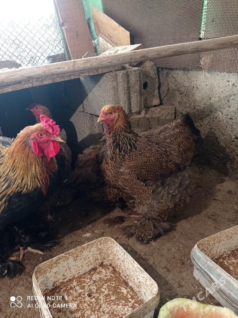 Brama Gold - Türkmenbaşy - img 7