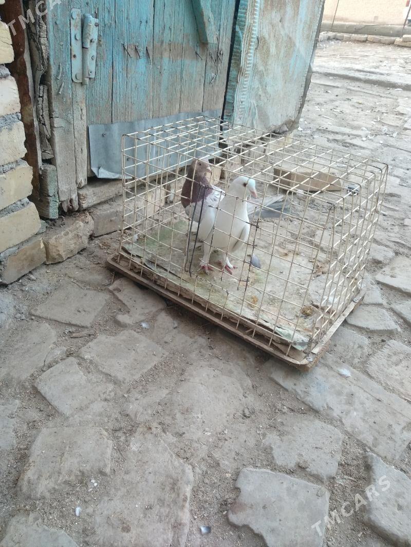 kepter - Türkmenabat - img 3