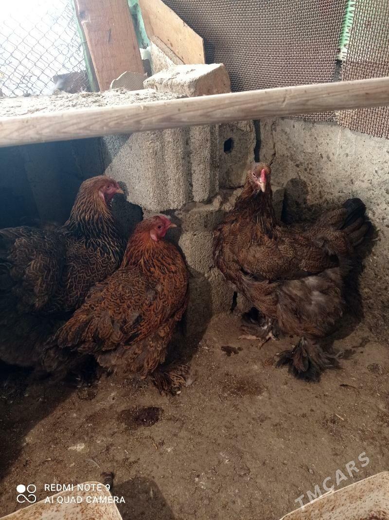 Brama Gold - Türkmenbaşy - img 6