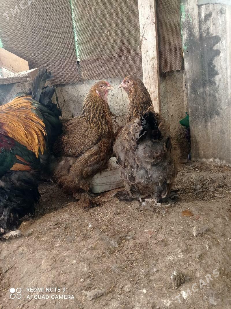 Brama Gold - Türkmenbaşy - img 2