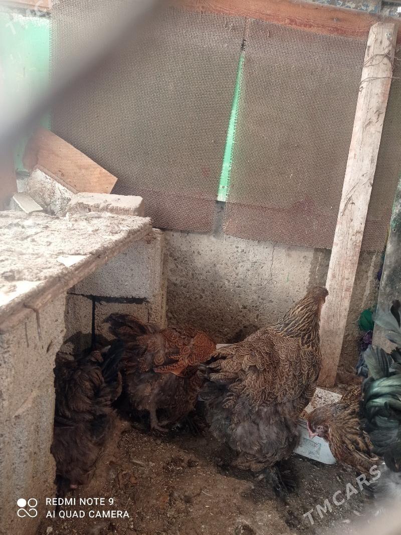 Brama Gold - Türkmenbaşy - img 9