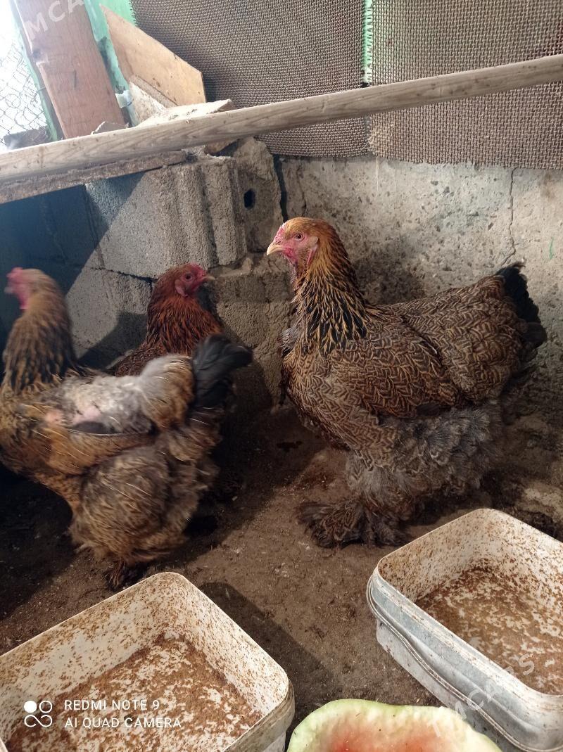 Brama Gold - Türkmenbaşy - img 5