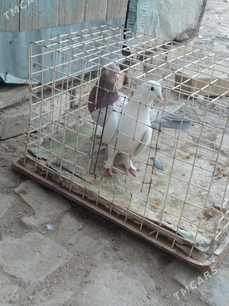 kepter - Türkmenabat - img 2