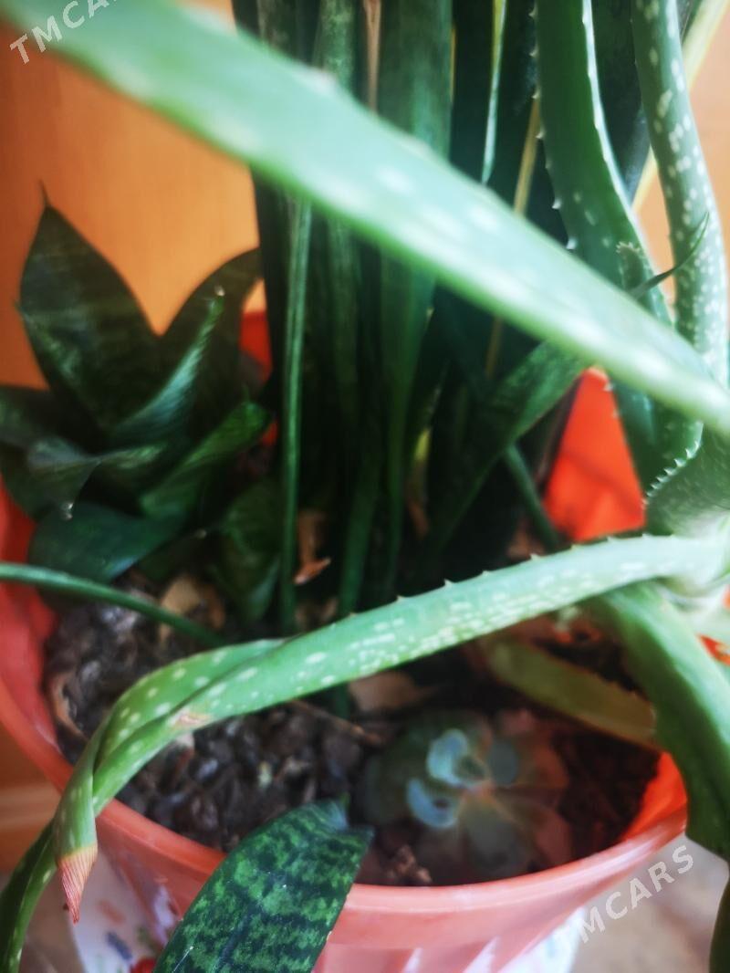 Комнатный цветок - 1 мкр - img 4