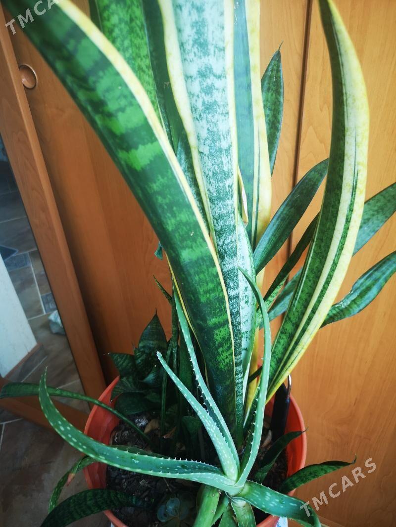 Комнатный цветок - 1 мкр - img 1