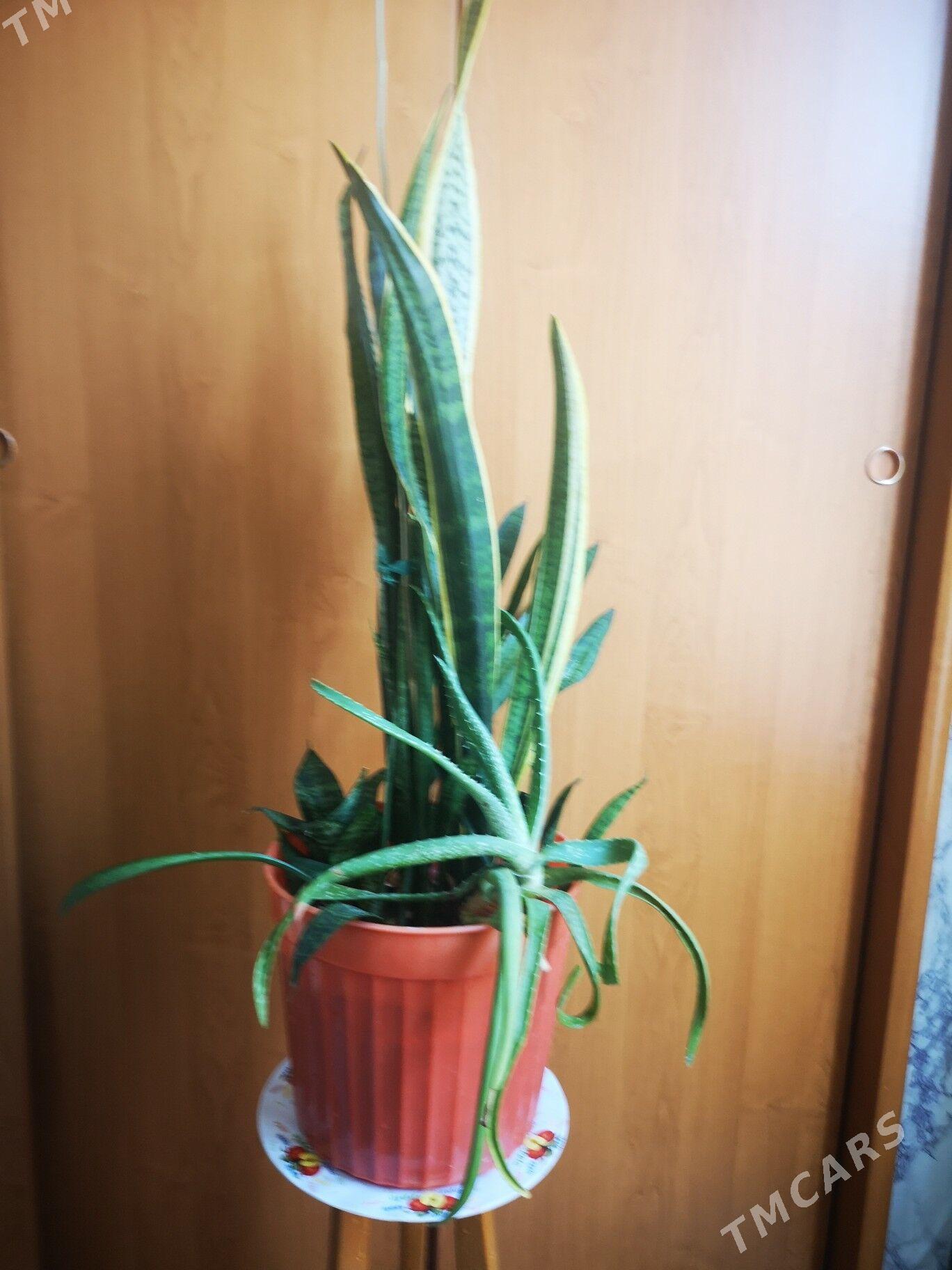 Комнатный цветок - 1 мкр - img 2