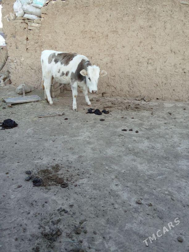 Sygyr - Бахарден - img 4