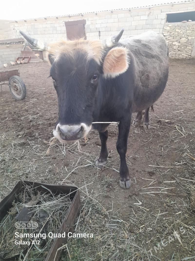 Sygyr - Бахарден - img 2