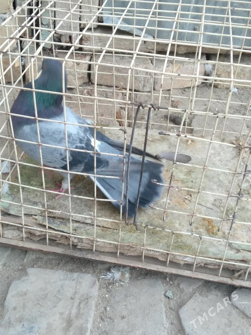 kepter - Türkmenabat - img 5