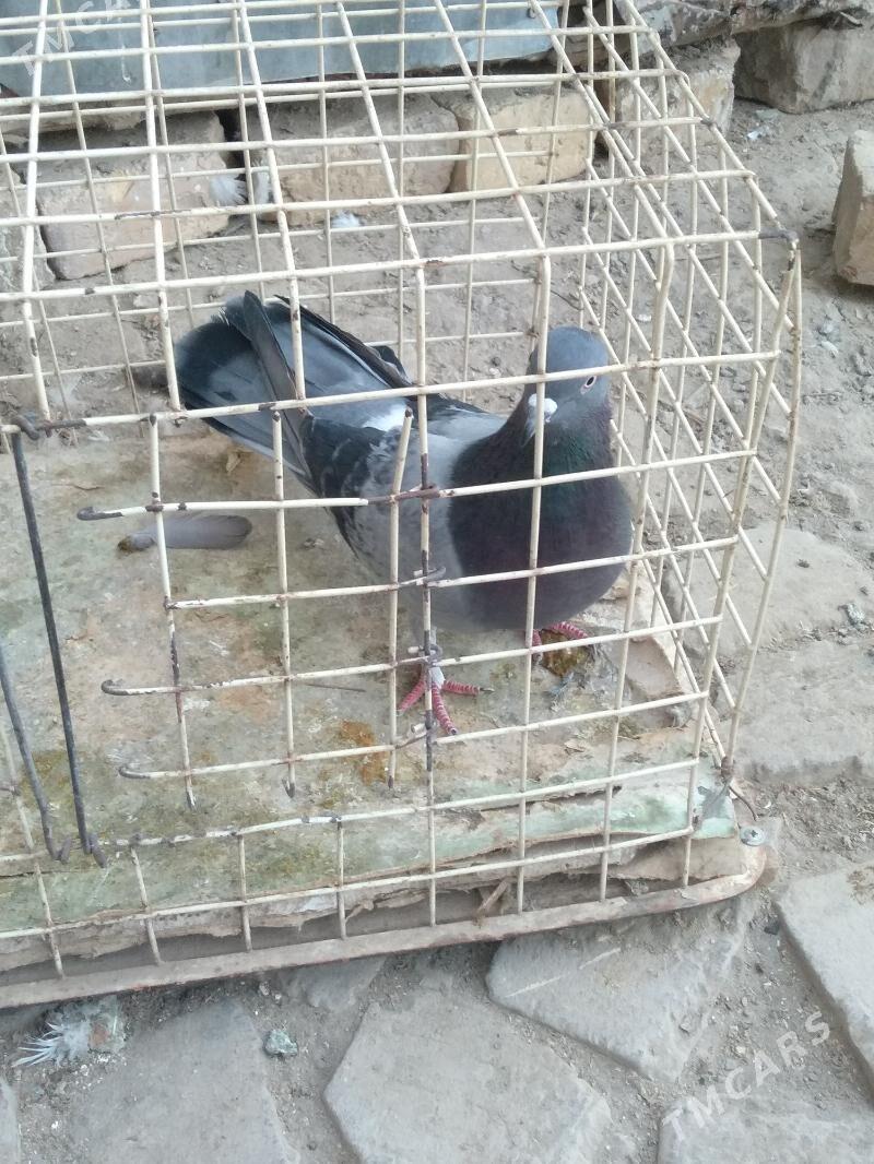 kepter - Türkmenabat - img 2