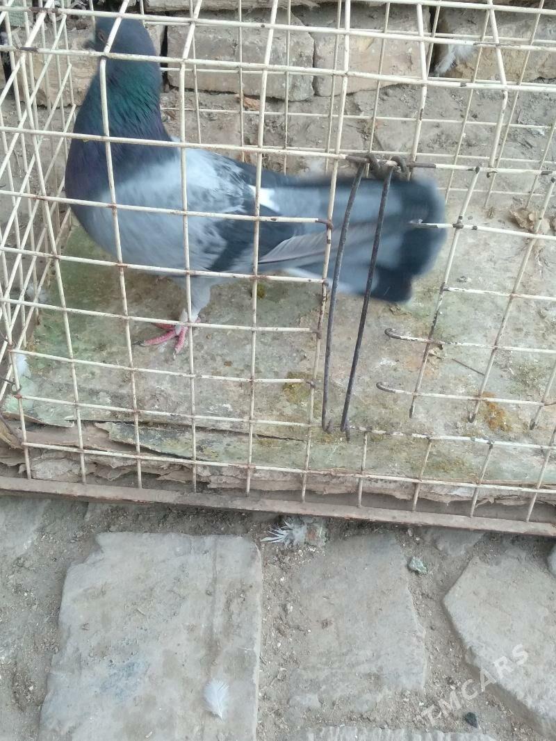 kepter - Türkmenabat - img 4