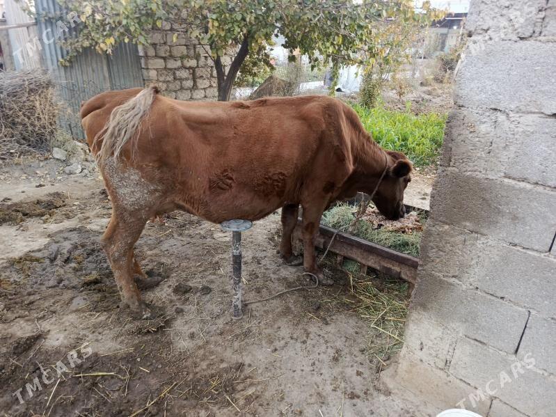 Göleli sygyr - Büzmeýin - img 2